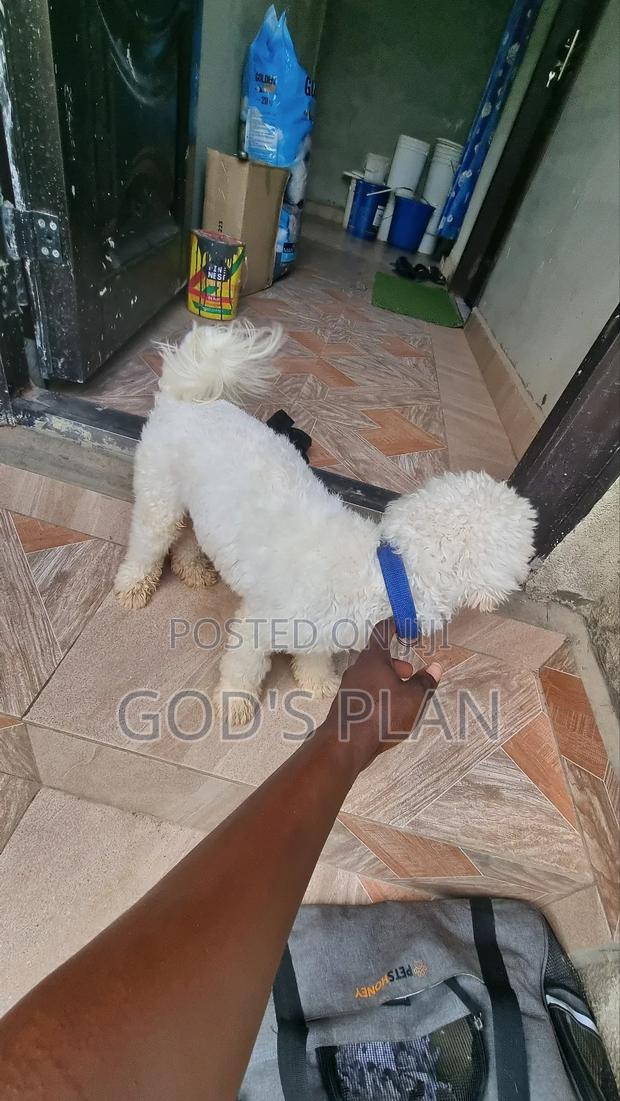 1+ year Male Purebred Maltese photo 4