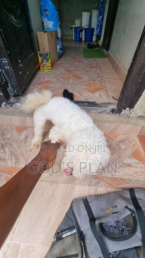1+ year Male Purebred Maltese photo 5