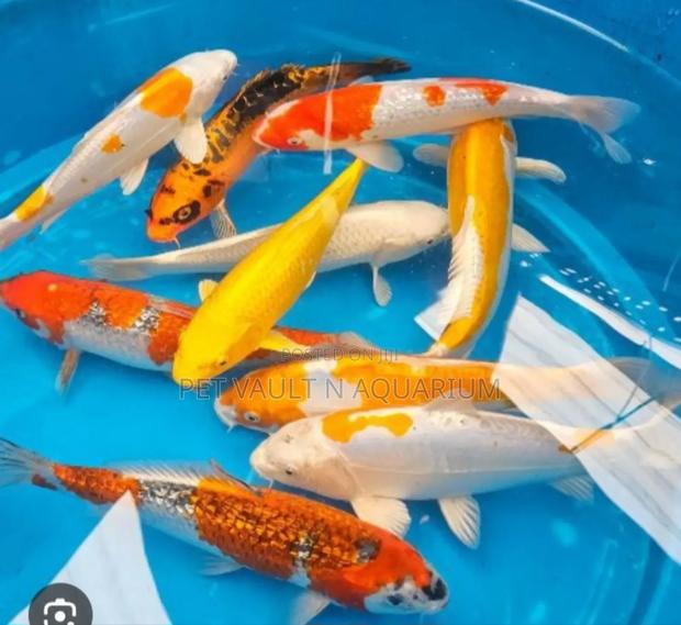Koi Carps for Aquarium · Photo 2