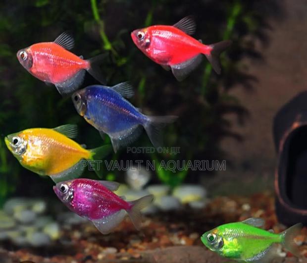 Tetra Fishes for Aquarium · Photo 2