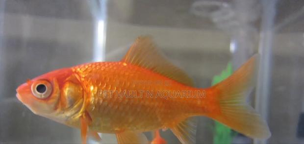 Gold Fish for Aquarium · Photo 2