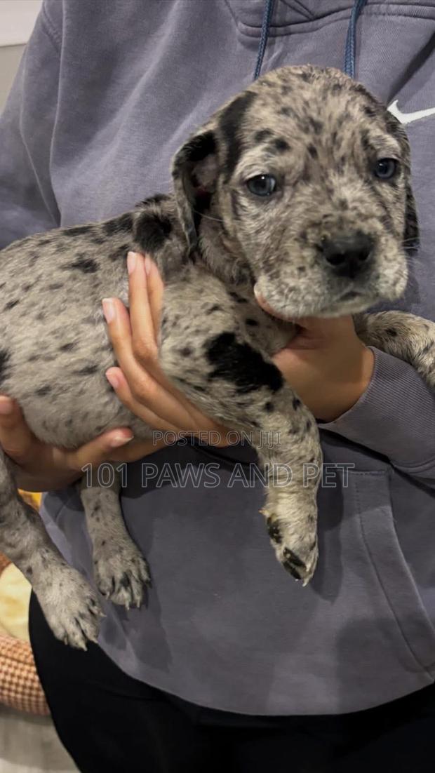 1-3 months Male Purebred Great Dane · Photo 4