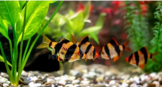 Tiger Barbs for Aquarium · Photo 2