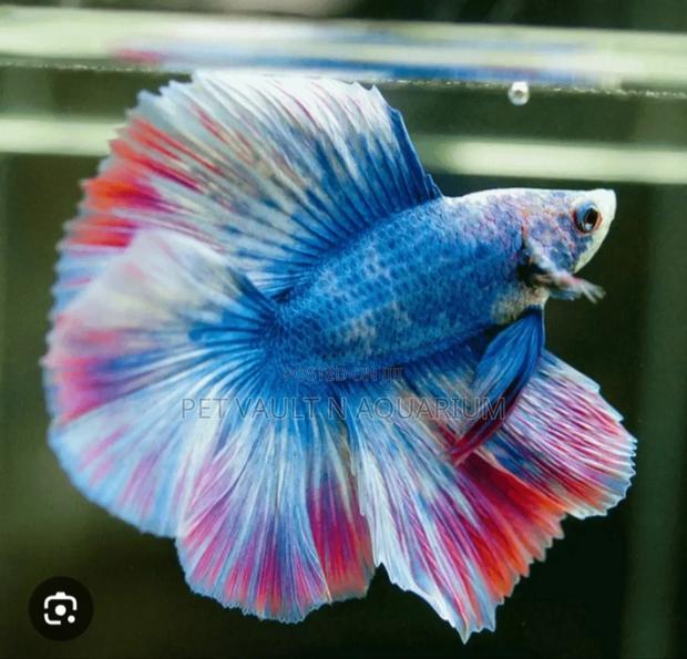 Betta Fish for Aquarium · Photo 2