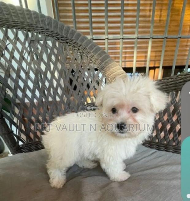 1-3 months Female Purebred Maltese · Photo 3