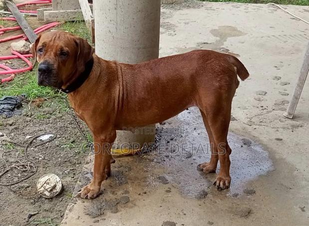 1+ year Female Purebred Boerboel · Photo 2