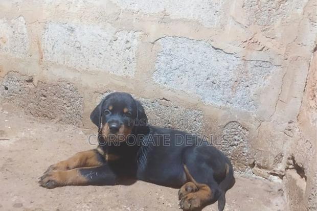 3-6 months Male Purebred Rottweiler · Photo 2