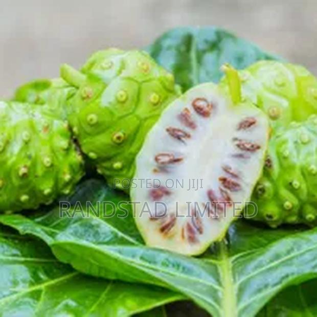Noni or Moranda Centifolia Fruit · Photo 3