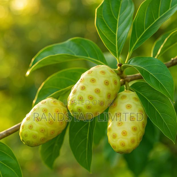 Noni or Moranda Centifolia Fruit · Photo 4