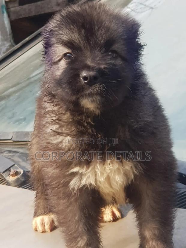 1-3 months Female Purebred Caucasian Shepherd · Photo 2