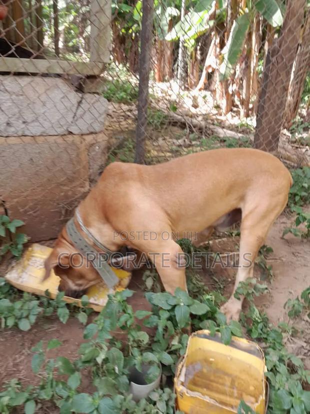 1+ year Male Purebred Boerboel · Photo 2