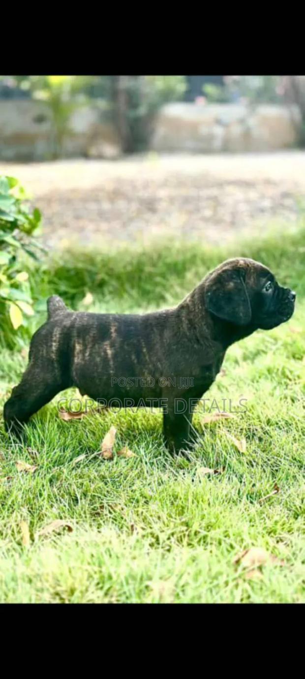 1-3 months Female Purebred Boerboel · Photo 2