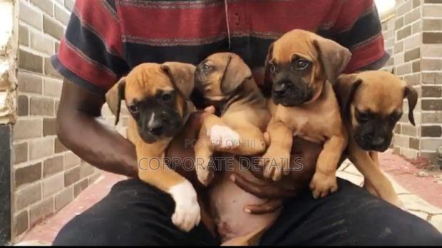1-3 months Female Purebred Boerboel · Photo 2