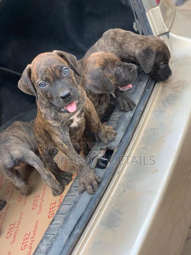 1-3 months Female Purebred Boerboel · Photo 2