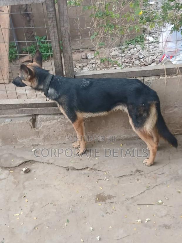 6-12 months Female Purebred German Shepherd · Photo 2