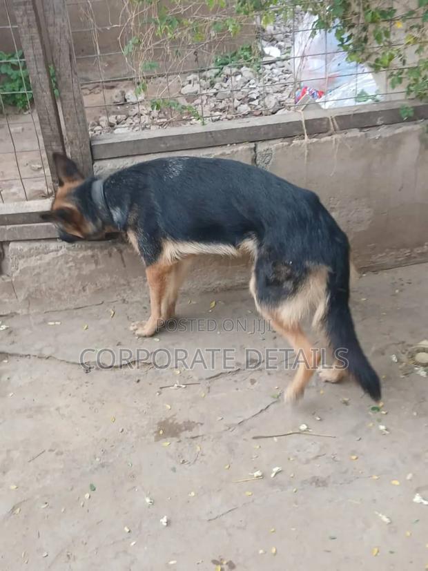 6-12 months Female Purebred German Shepherd · Photo 2