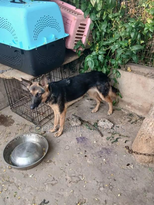 6-12 months Female Purebred German Shepherd · Photo 2