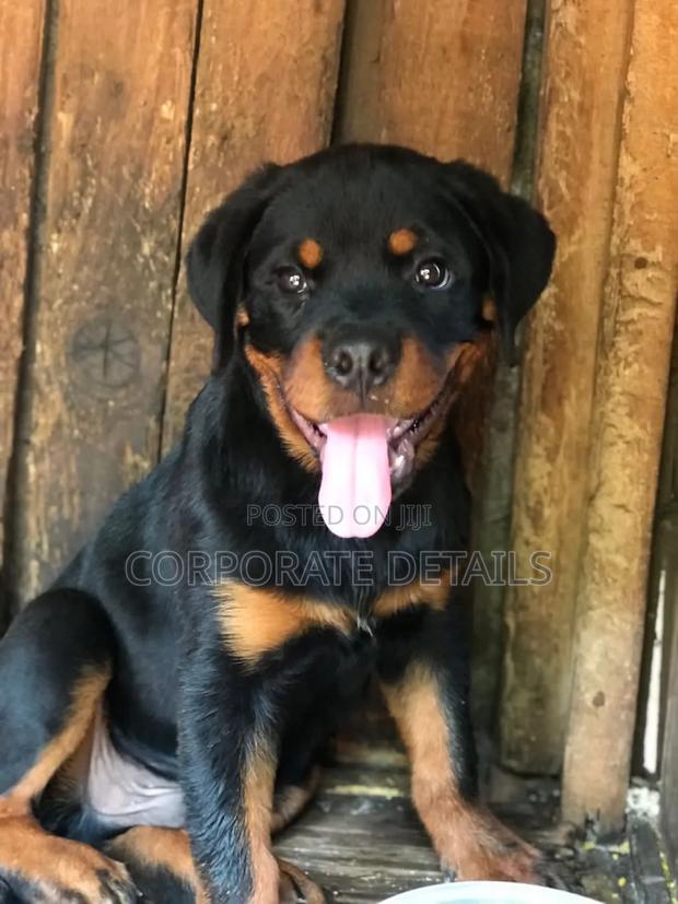 3-6 months Female Purebred Rottweiler · Photo 2