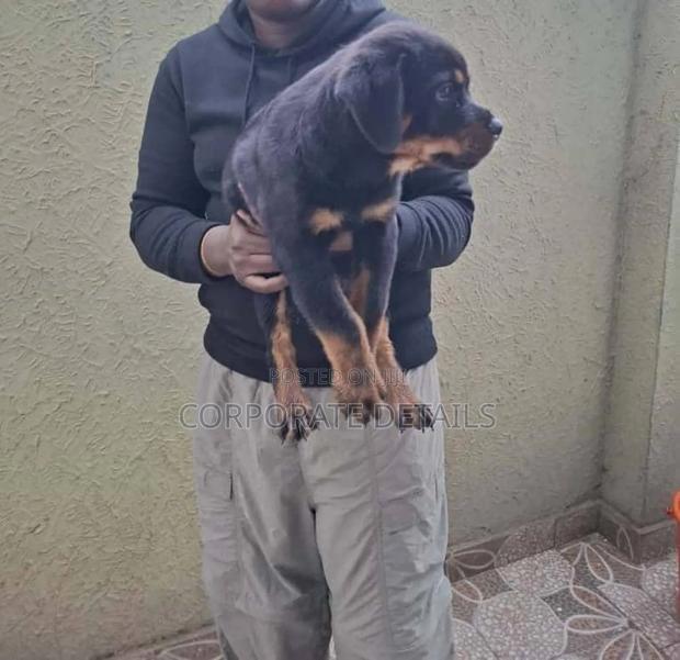1-3 months Female Purebred German Shepherd · Photo 2