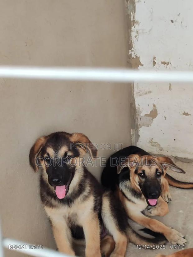 1-3 months Female Purebred German Shepherd · Photo 2