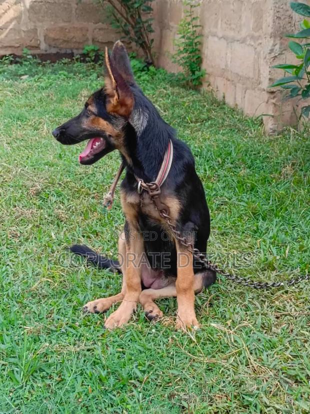 3-6 months Female Purebred German Shepherd · Photo 2