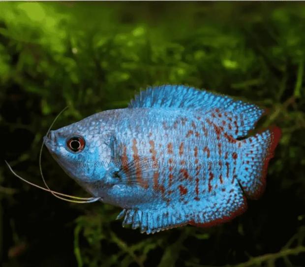 Aquarium Gourami Fishes · Photo 3