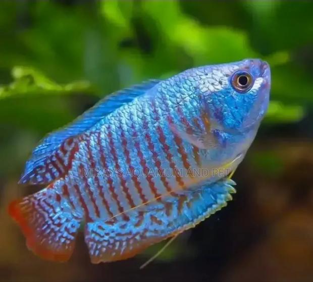 Aquarium Gourami Fishes · Photo 4