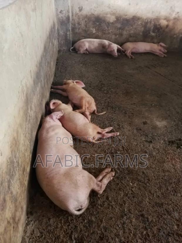 Piglets for Sale · Photo 4