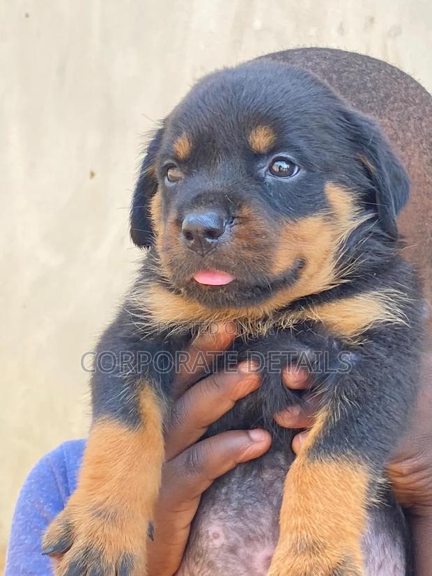 1-3 months Female Purebred Rottweiler · Photo 2