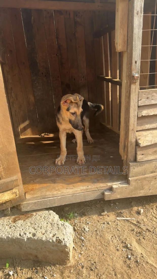 3-6 months Female Purebred German Shepherd · Photo 2