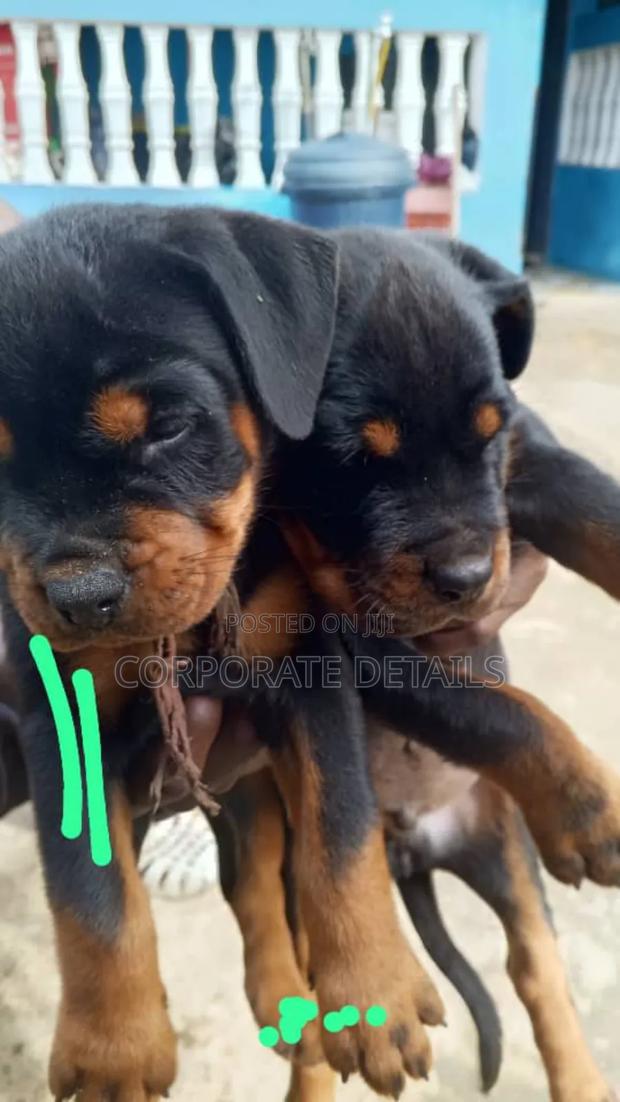 1-3 months Female Purebred Rottweiler · Photo 2