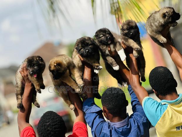 1-3 months Female Purebred Caucasian Shepherd · Photo 2