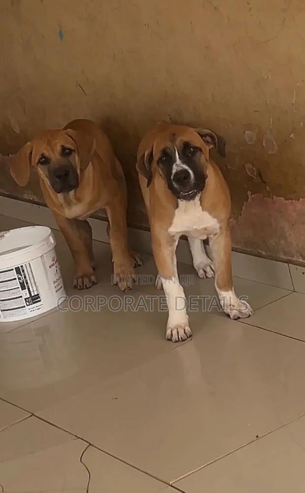 1-3 months Female Purebred Boerboel · Photo 2