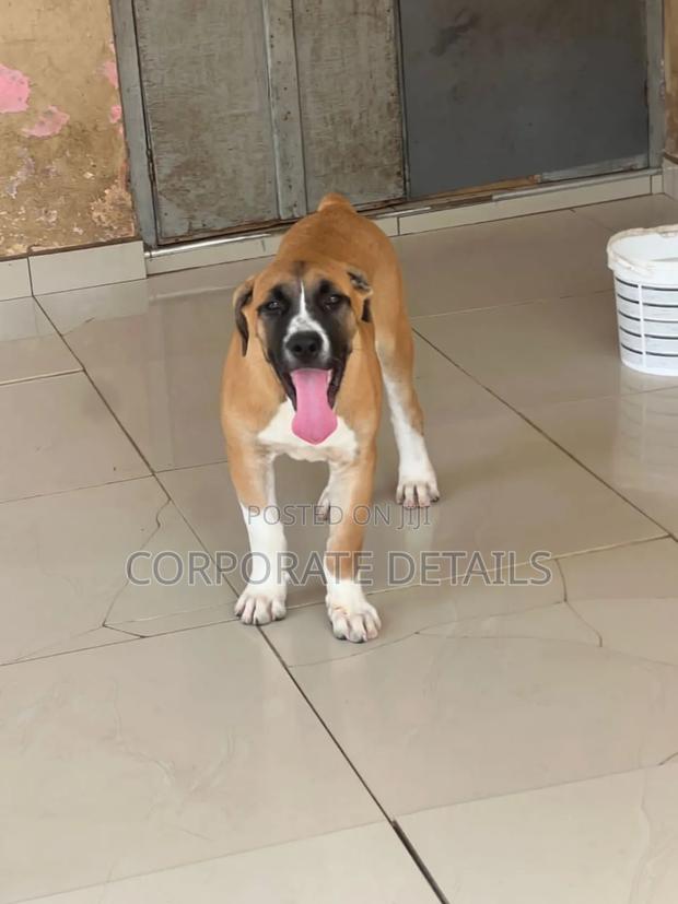 1-3 months Female Purebred Boerboel · Photo 2