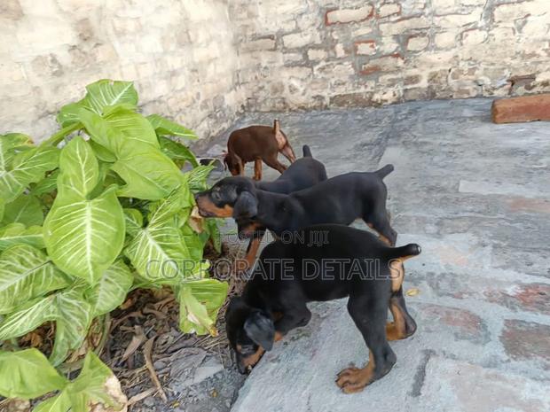 1-3 months Male Purebred Doberman Pinscher · Photo 2