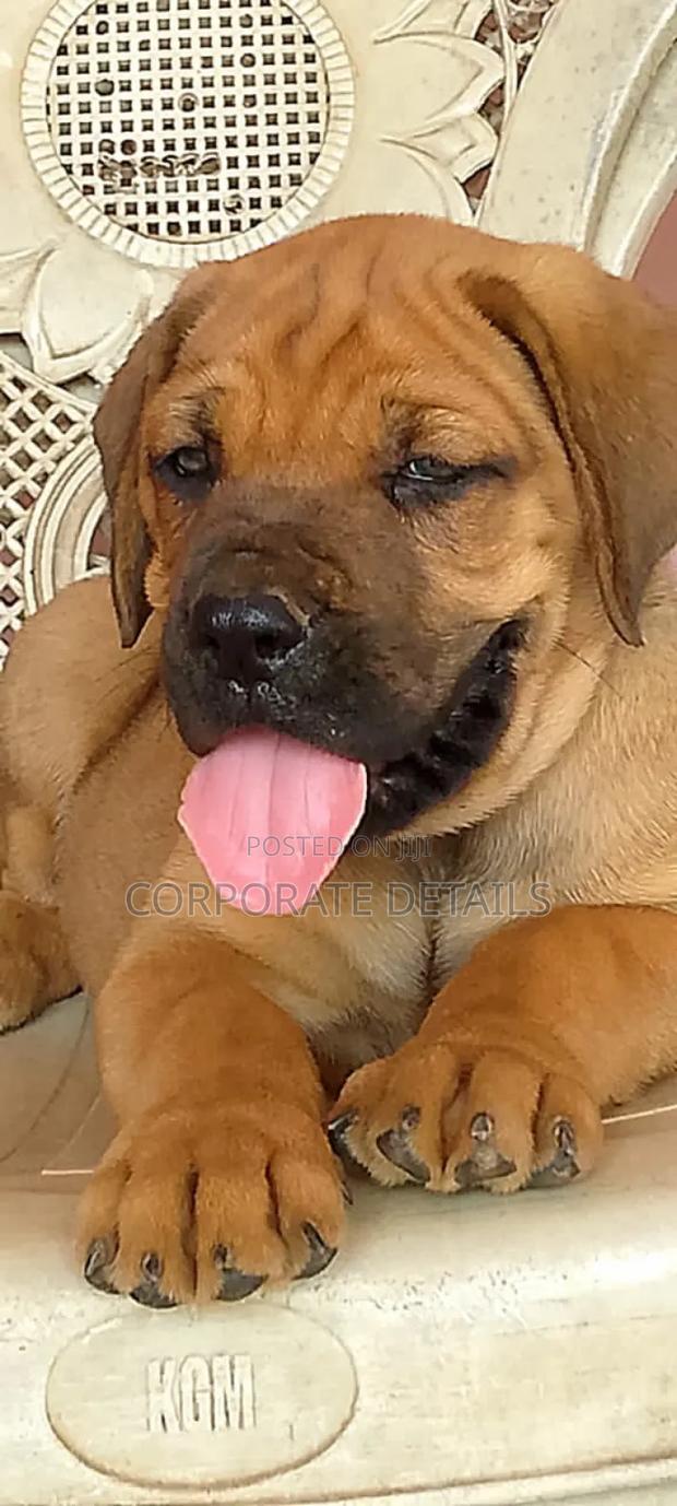 1-3 months Female Purebred Boerboel · Photo 2