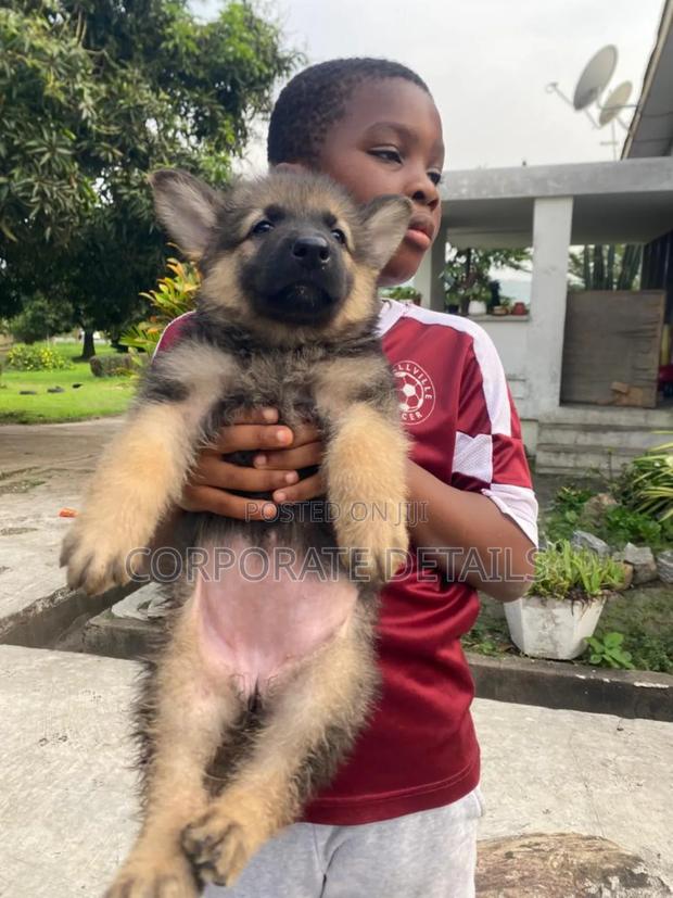 6-12 months Female Purebred German Shepherd · Photo 2