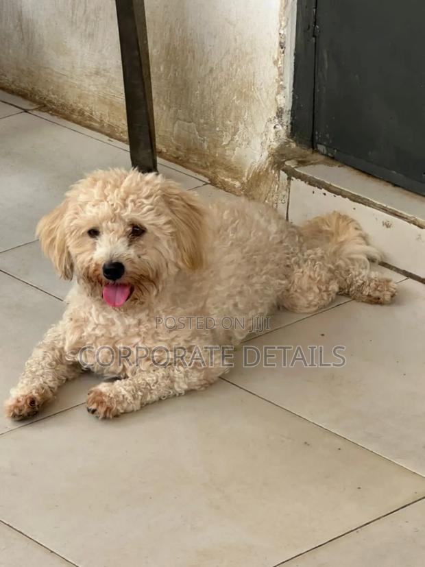 6-12 months Female Purebred Maltese · Photo 2