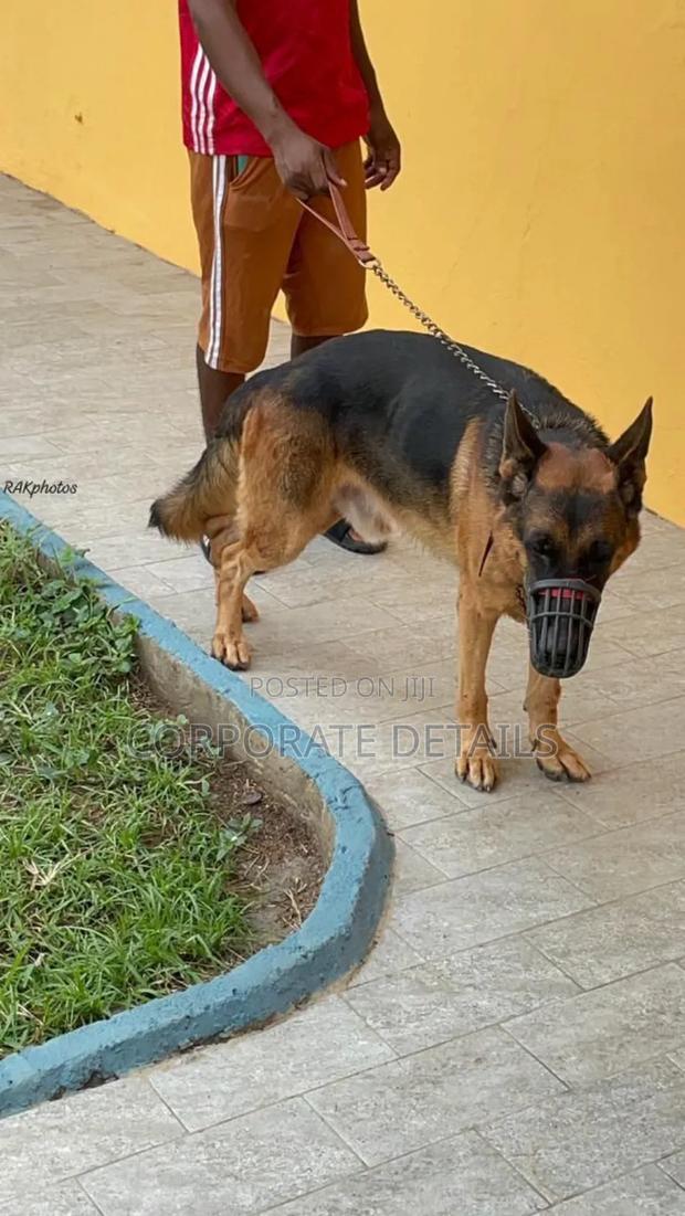 1+ year Male Purebred German Shepherd · Photo 2