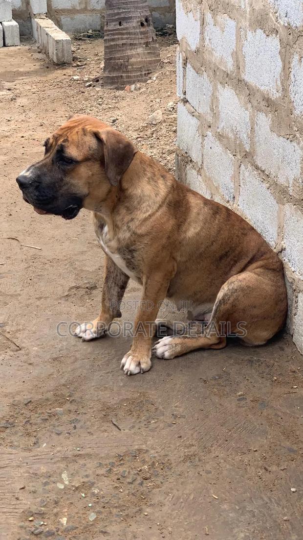 1+ year Female Purebred Boerboel · Photo 2