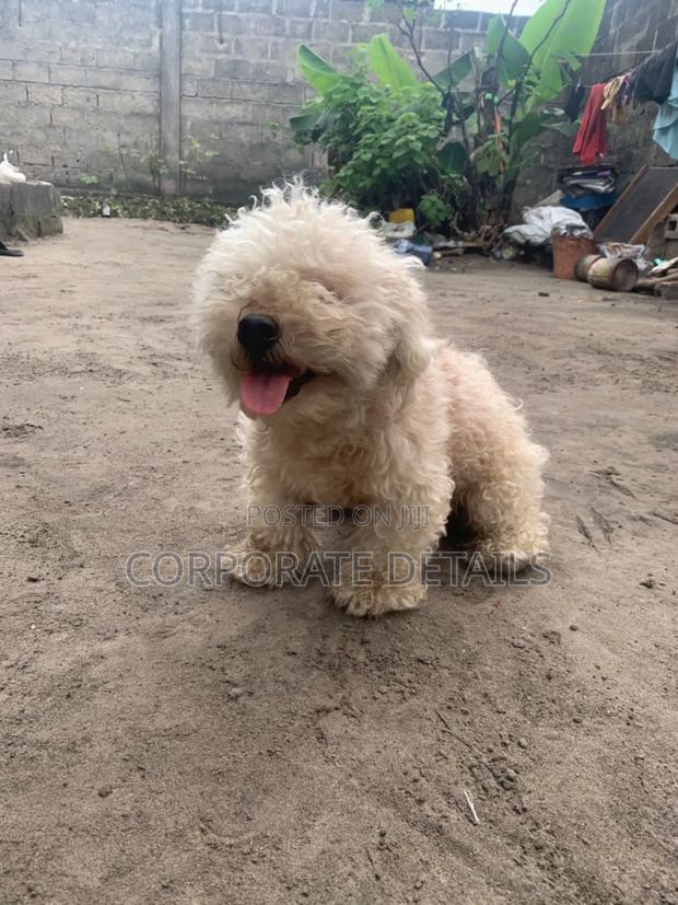 6-12 months Female Purebred Maltese · Photo 2