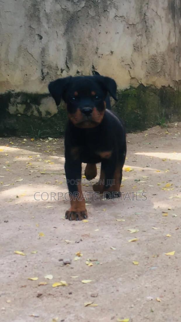 1-3 months Female Purebred Rottweiler · Photo 2