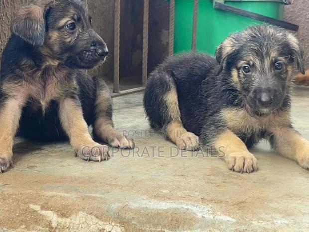 1-3 months Female Purebred German Shepherd · Photo 2