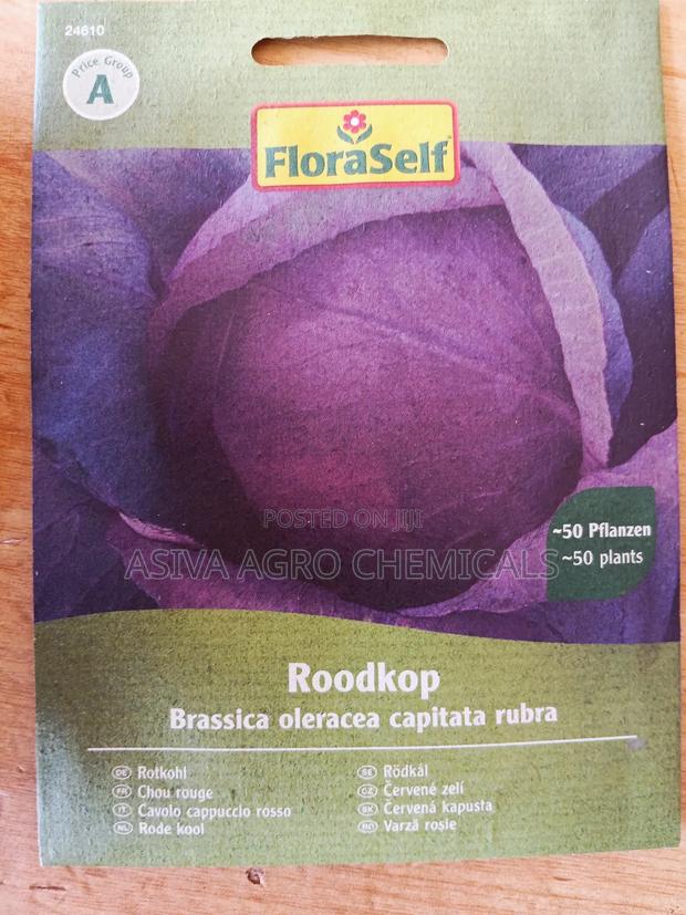 Red/Purple Cabbage Seeds photo 2