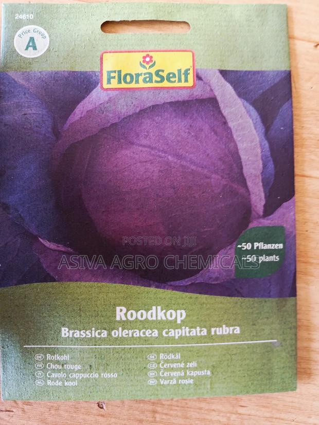 Red/Purple Cabbage Seeds photo 3