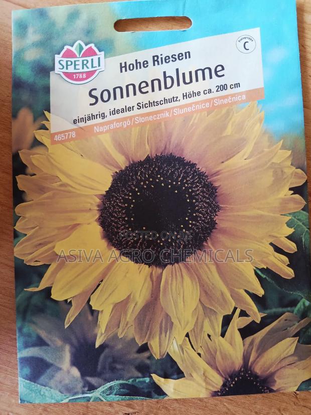 Sunflower (Hohe Riesen) Seeds