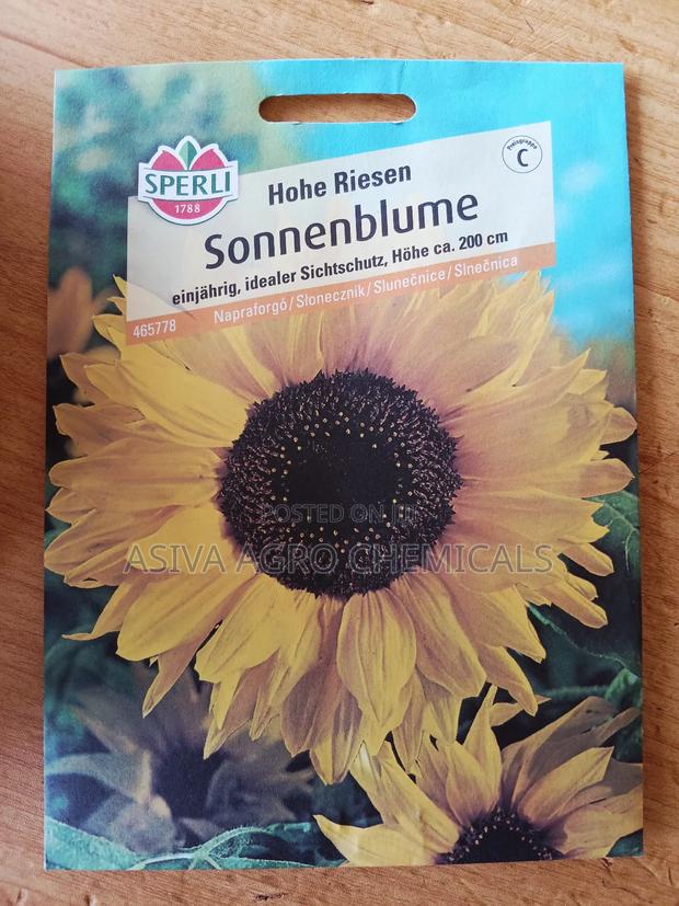 Sunflower (Hohe Riesen) Seeds photo 2