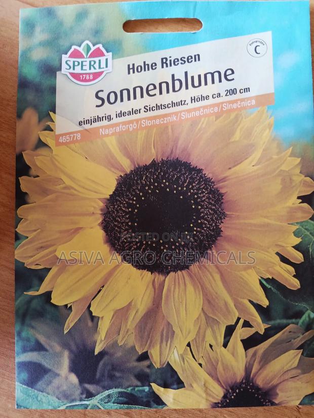 Sunflower (Hohe Riesen) Seeds photo 3