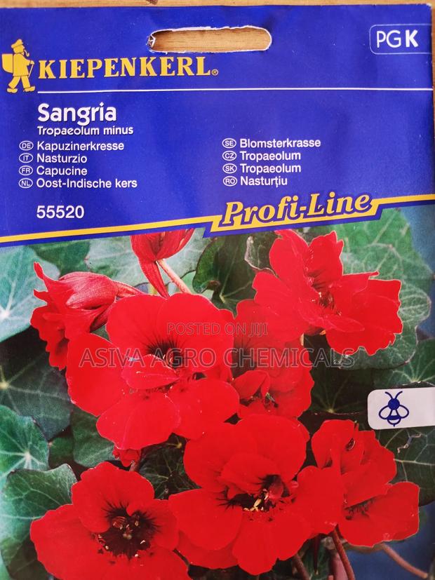 Nasturtium Sangria Flower Seeds photo 2