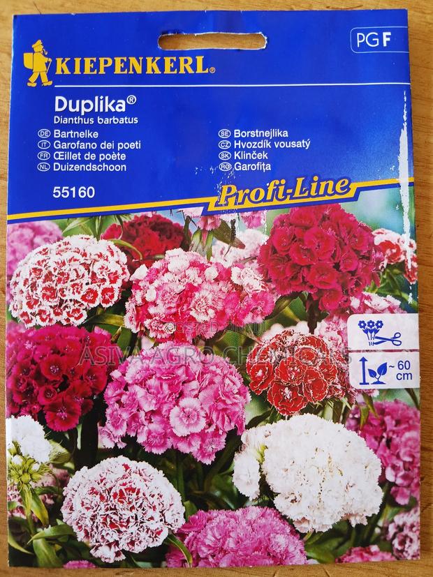 Dianthus Barbatus/ Sweet William Flower Seeds